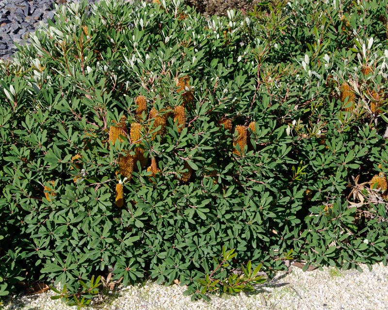 Banksia paludosa Little Pal - Cranbourne Botanic Gardens, Victoria